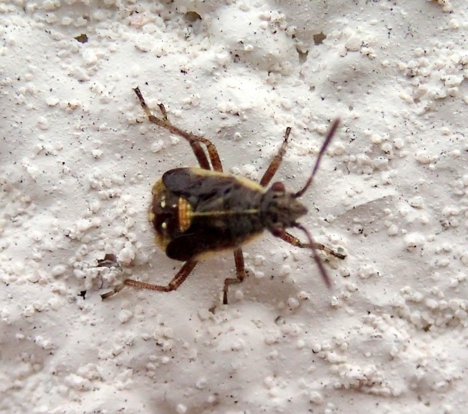Rhopalidae: ninfa di Liorhyssus hyalinus del Veneto (TV)